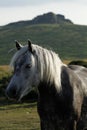 Close Up Steel Grey Pony Royalty Free Stock Photo