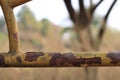 Close-up of steel rail with rust.