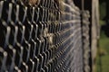 Close up of steel wired mesh fence Royalty Free Stock Photo