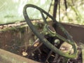 Close Up Steering Wheel on Abandoned Truck in the Woods with Spider Webs Royalty Free Stock Photo