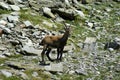 Close up of a steinbock standing on the rocks in the Alps
