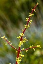 Close up of a stek boom with his leaves on a stem Royalty Free Stock Photo