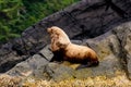 Close up of a Stellar sealion