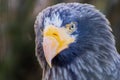 Close-up of Steller's Sea Eagle