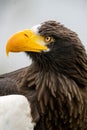 Close up of a Steller`s sea eagle head. Yellow bill and eye, large nostrils. Against sky and grass Royalty Free Stock Photo
