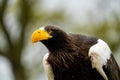 Close up of a Steller`s sea eagle head. Yellow bill and eye, large nostrils. Against sky and grass Royalty Free Stock Photo
