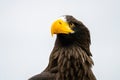 Close up of a Steller's sea eagle head. Yellow bill and eye, large nostrils. Against sky and grass Royalty Free Stock Photo