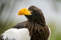 Close up of a Steller's sea eagle head. Yellow bill and eye, large nostrils. Against sky and grass Royalty Free Stock Photo