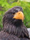 Close up of a steller`s sea eagle Royalty Free Stock Photo