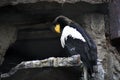 Close up of a Steller`s sea eagle on the rocks. Royalty Free Stock Photo