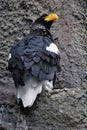 Close up of a Steller`s sea eagle on the rocks. Royalty Free Stock Photo