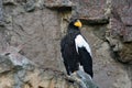 Close up of a Steller`s sea eagle on the rocks. Royalty Free Stock Photo