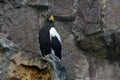 Close up of a Steller`s sea eagle on the rocks.