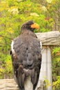 Close up of a steller`s sea eagle Royalty Free Stock Photo