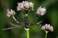 Close-up of the stem and flowers of a valerian plant which has many black aphids tended by ants Royalty Free Stock Photo