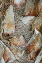 Close-up of the stem of a palm tree covered with old dry leaf bases. Royalty Free Stock Photo