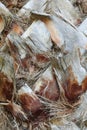 Close-up of the stem of a palm tree covered with old dry leaf bases. Royalty Free Stock Photo