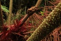 Close up of the stem of a tropical spiny plant Royalty Free Stock Photo