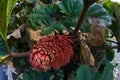 Close up of the stem of a tropical spiny plant Royalty Free Stock Photo