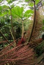 Close up of the stem of a tropical spiny plant Royalty Free Stock Photo