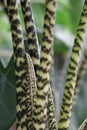 Close up of the stems of an Alocasia zebrina Royalty Free Stock Photo