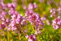 Close up stems of flowering thyme outdoors Royalty Free Stock Photo