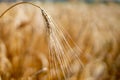 Close up of stems of gold and ripe rye. Concept of great harvest and productive seed industry