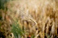 Close up of stems of gold and ripe rye. Concept of great harvest and productive seed industry