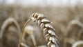 Close up of stems of golden wheat, grain spike . Royalty Free Stock Photo