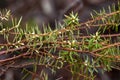 Close up of stems and leaves of a leptecophylla juniperina Var cyathodes parvifolia or pink mountain-berry tree Royalty Free Stock Photo