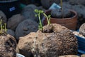 Close up Stephania erecta Craib plant.