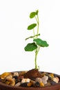 Close up of a Stephania Erecta Plant