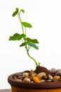 Close up of a Stephania Erecta Plant