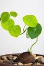 Close up of a Stephania Erecta Plant