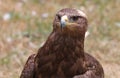 Close up of a Steppe Eagle Royalty Free Stock Photo