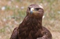 Close up of a Steppe Eagle