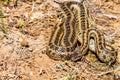 Steppe ratsnake or Elaphe dione on ground Royalty Free Stock Photo