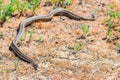 Steppe ratsnake or Elaphe dione on ground Royalty Free Stock Photo