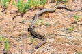 Steppe ratsnake or Elaphe dione on ground