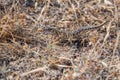 Steppe Runner Lizard or Eremias arguta in dry grass close