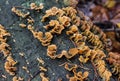 Stereum gausapatum mushroom growing on tree Royalty Free Stock Photo