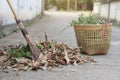 Close up stick broom sweeps dry leaves and weeds, keep into basket to for throw away garbage. Royalty Free Stock Photo