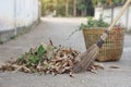 Close up stick broom sweeps dry leaves and weeds, keep into basket to for throw away garbage. Royalty Free Stock Photo