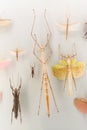 stick insect specimens Royalty Free Stock Photo