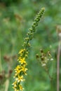 Sticklewort agrimonia eupatoria plant