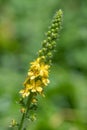 Sticklewort agrimonia eupatoria plant