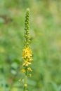 Sticklewort agrimonia eupatoria plant