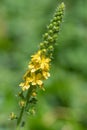 Sticklewort agrimonia eupatoria plant