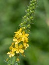 Sticklewort agrimonia eupatoria plant