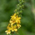 Sticklewort agrimonia eupatoria plant